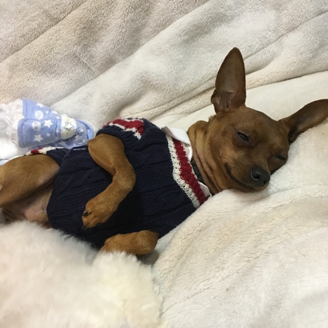 【今日の里帰りワンコ🐶トイプードルのこまさ君💕チワワのコロンちゃん💕ミニピンのヤマト君💕】No,1